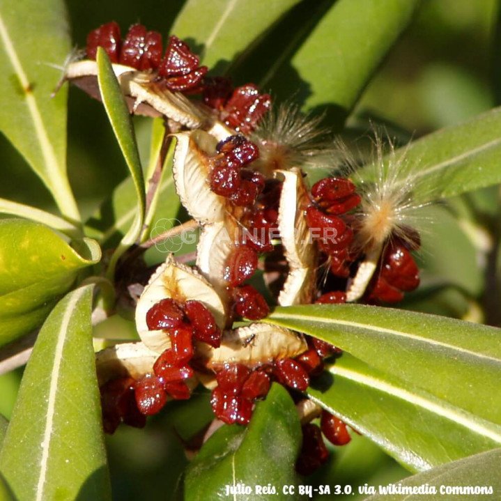 Pittospore du Japon, japanese cheesewood, Pittosporum tobira image